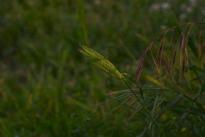 Close-up of plant growing on field