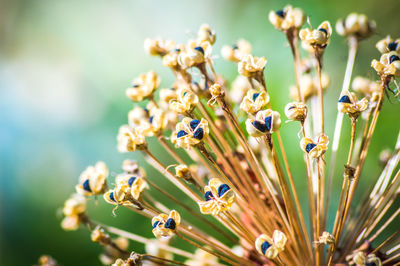 Close-up of insect on flowering plant