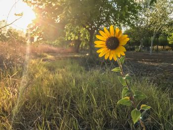 Close-up of sunflower on field