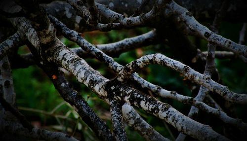 Close-up of tree