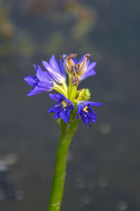 Close-up of flowers in water