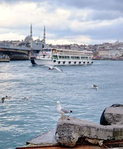 Seagulls at waterfront