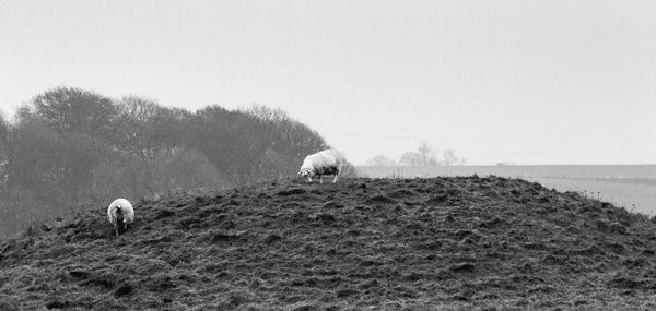 View of a horse on field