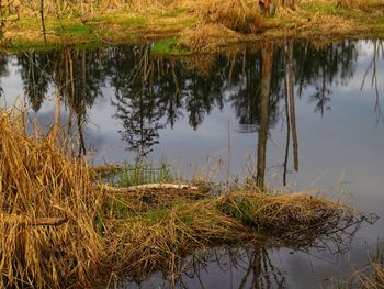 Reflection of tree in lake