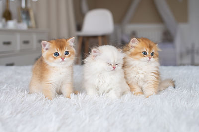 White purebred long-haired british kitten on the bed in the interior. fluffy cat