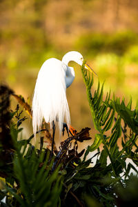 Close-up of a bird