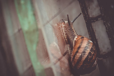 Close-up of snail on leaf