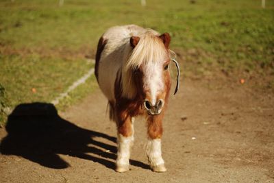 Portrait of pony standing on field