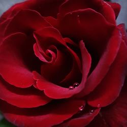 Macro shot of red rose