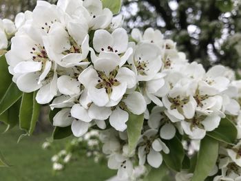 Close-up of white flowering plant