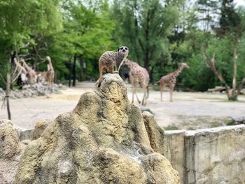 Meerkat on rock against giraffes on forest