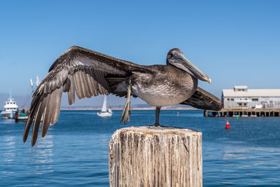 Pelican perching on wooden post in sea against clear blue sky