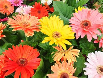 High angle view of pink flowering plants