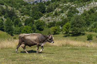 Side view of a horse on landscape