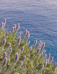 High angle view of succulent plant in sea