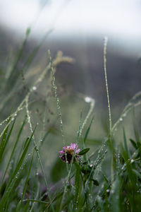 Close-up of insect on plant