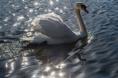 View of swan in lake