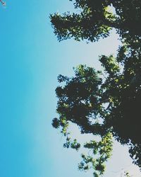 Low angle view of tree against sky