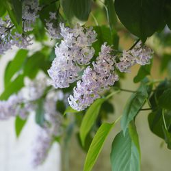 Close-up of purple flowering plant