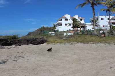 Dog at sandy beach against sky