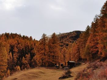 Scenic view of forest against sky during autumn