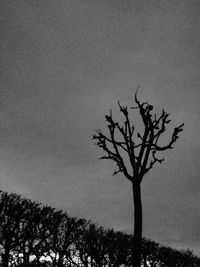 Low angle view of bare trees against sky