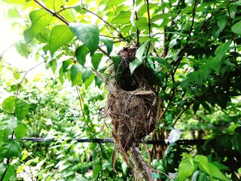 Close-up of bird in nest