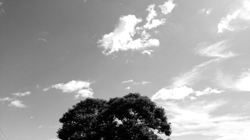 Low angle view of tree against sky