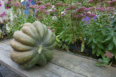 Close-up view of pumpkin