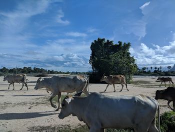 Cows on field against sky