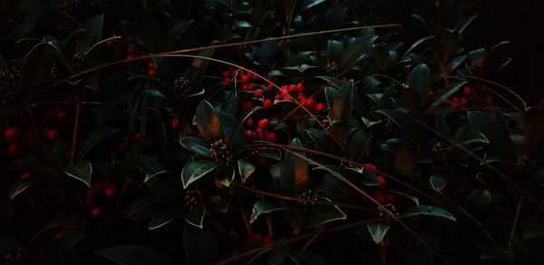 Close-up of plants at night