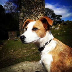 Dog standing on field