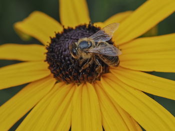 Close-up of insect on yellow flower