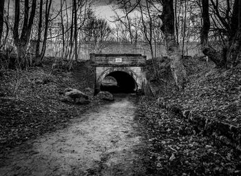 Bridge in forest