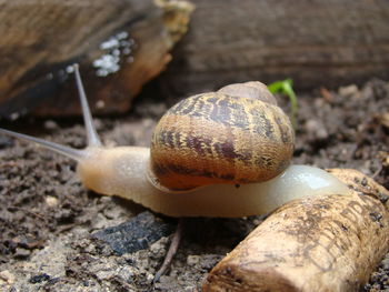 Close-up of snail