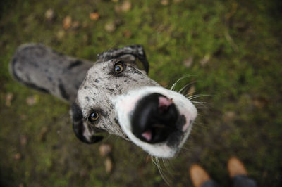 High angle portrait of great dane standing on grassy field