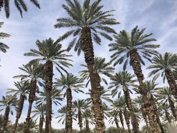 Palm trees in israe