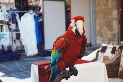 Close-up of scarlet macaw perching on metal