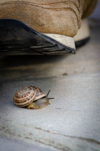 Close-up of snail on a surface