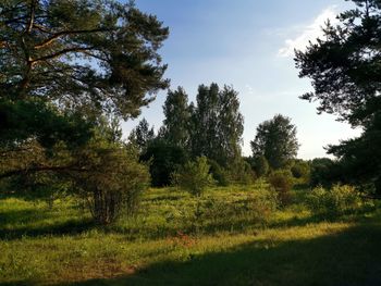 Trees on field against sky