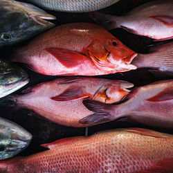 Close-up of fish for sale at market