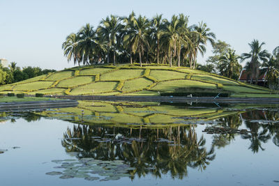 Scenic view of palm trees by lake against sky