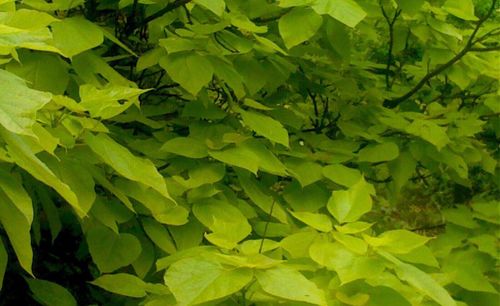 Full frame shot of green leaves