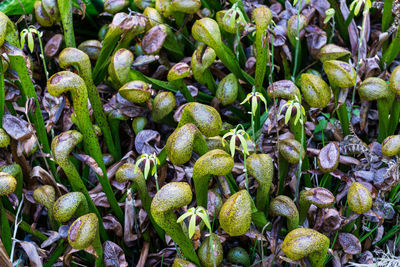 High angle view of carnivorous plants at botanical garden