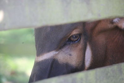 Close-up of young woman