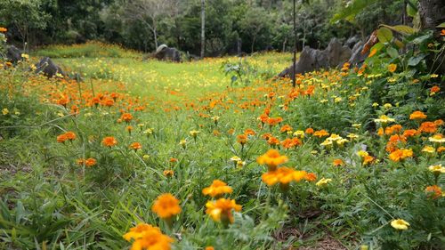 Yellow flowers growing in field