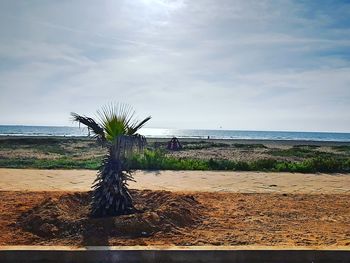 Plant on beach against sky