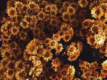 Close-up of yellow flowering plants