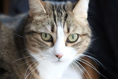 Close-up portrait of a cat