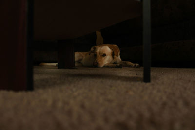 Portrait of dog relaxing on rug at home